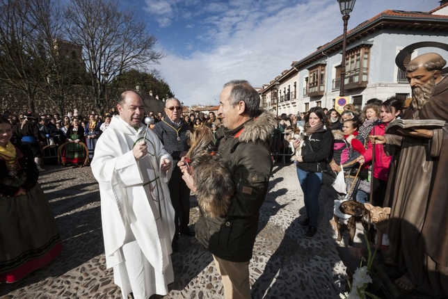 Bendición de los animales por San Antón en Burgos